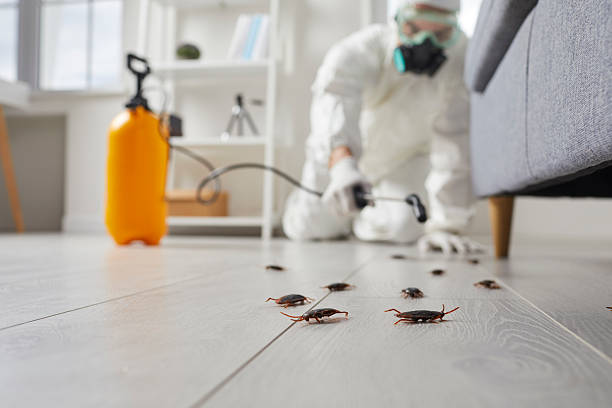 Affordable Termite Control solutions in Riverdale, CA